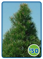 Tree for $50
